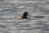 Scaup at Paglesham Lagoon (Steve Arlow) (63541 bytes)